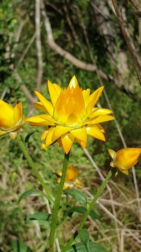 Strawflower (Xerochrysum bracteatum), photograph