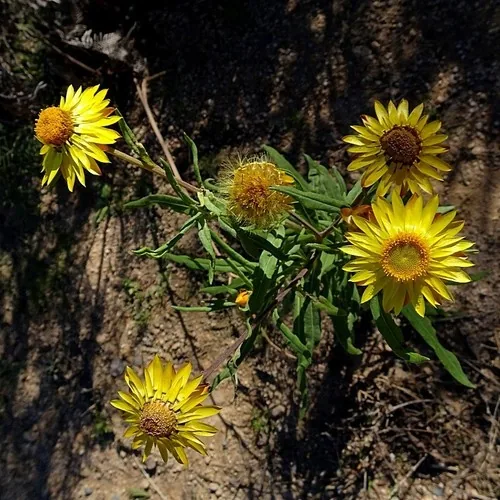 Strawflower (Xerochrysum bracteatum), photograph