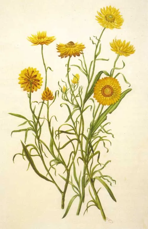 Strawflower (Xerochrysum bracteatum), botanical illustration