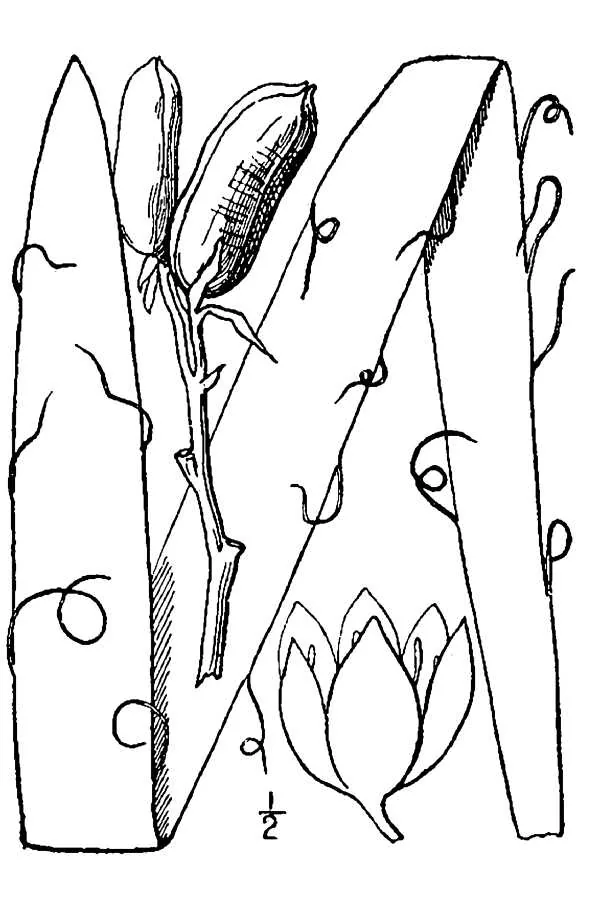 Yucca (Yucca filamentosa), botanical illustration