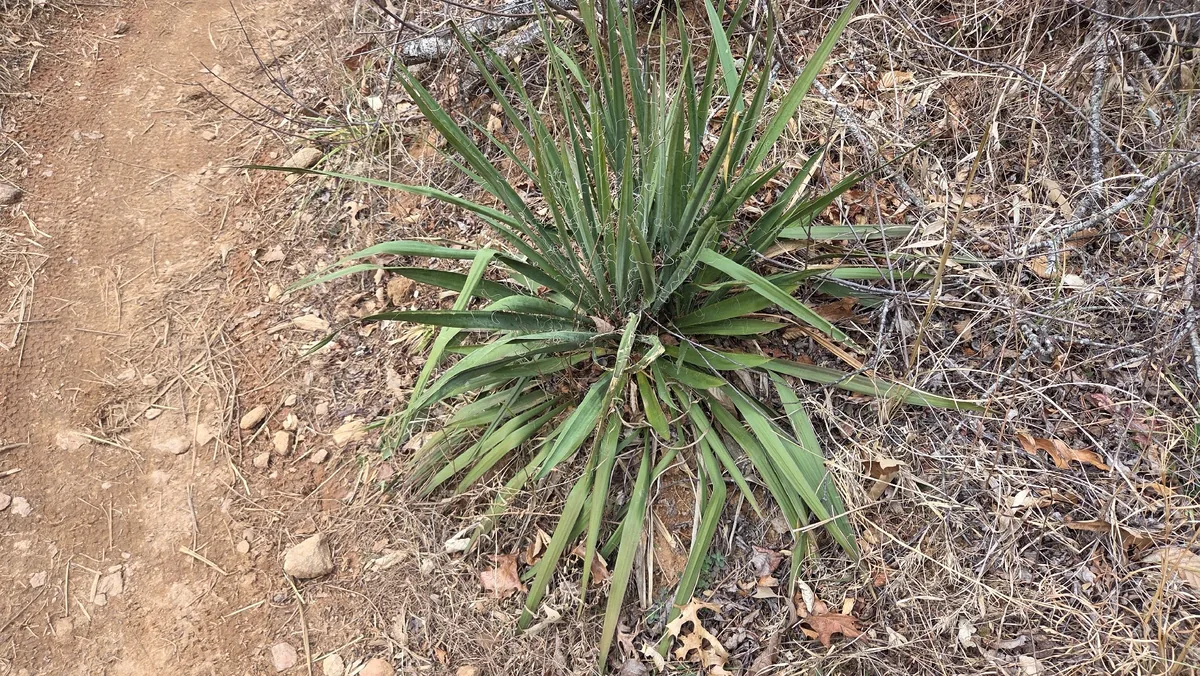 Yucca (Yucca filamentosa), photograph