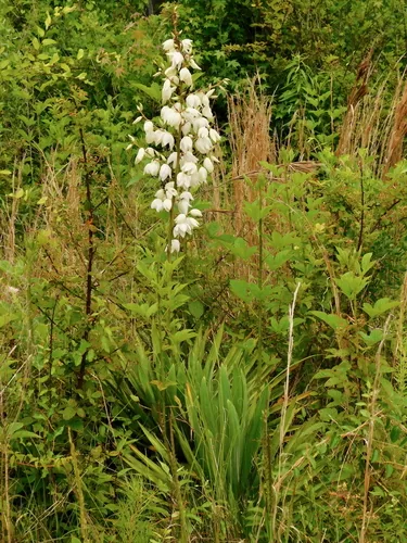 Yucca (Yucca filamentosa), photograph