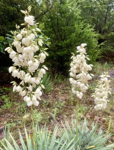 Yucca (Yucca filamentosa), photograph