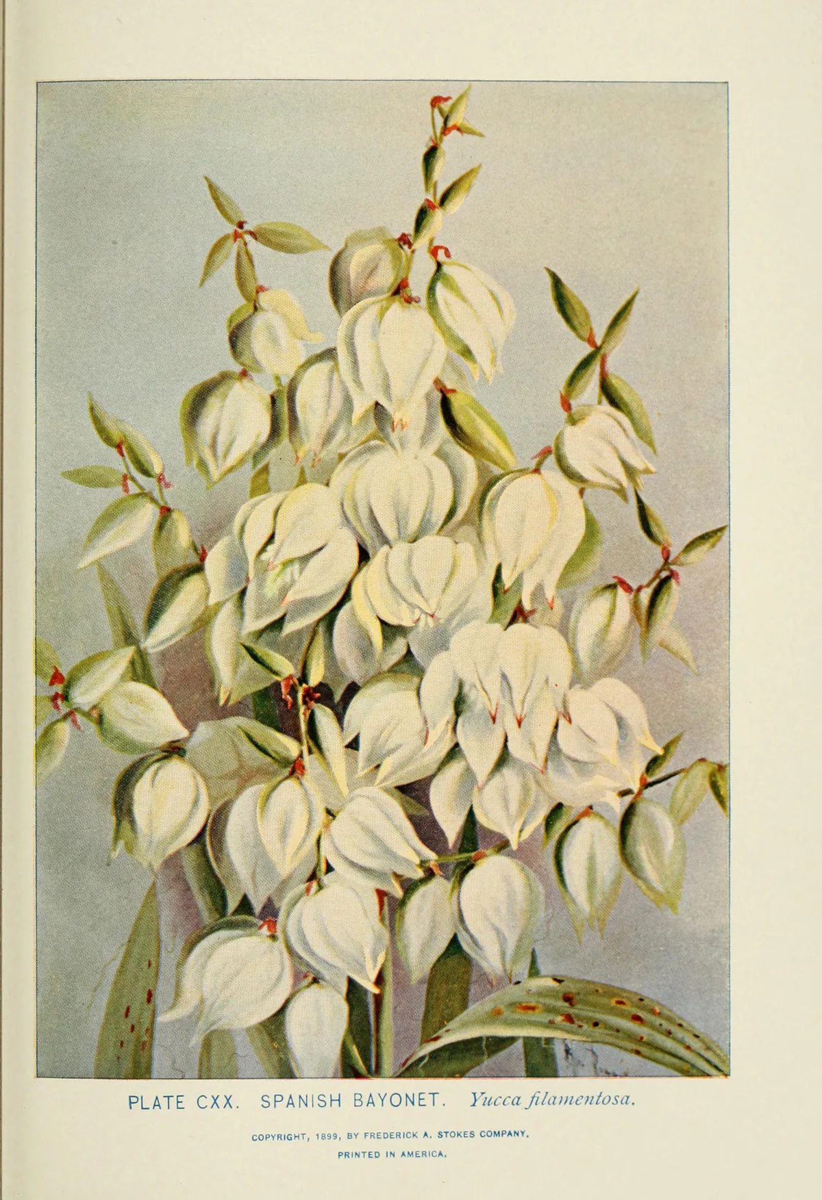 Illustration: Lounsberry, Alice.; Rowan, Marian Ellis Ryan · Public domain · via Wikimedia Commons yucca (Yucca filamentosa), botanical illustration