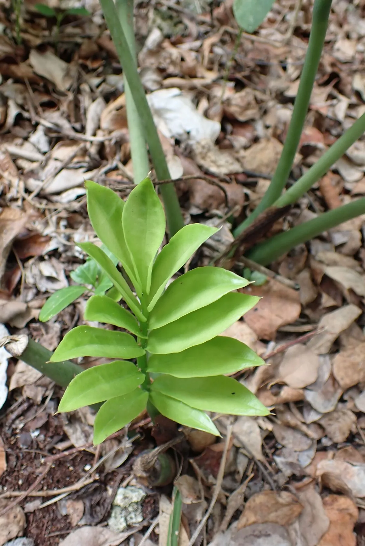 Photo: Andrew Deacon, via iNaturalist · CC0 · via GBIF Zz Plant (Zamioculcas zamiifolia), photograph