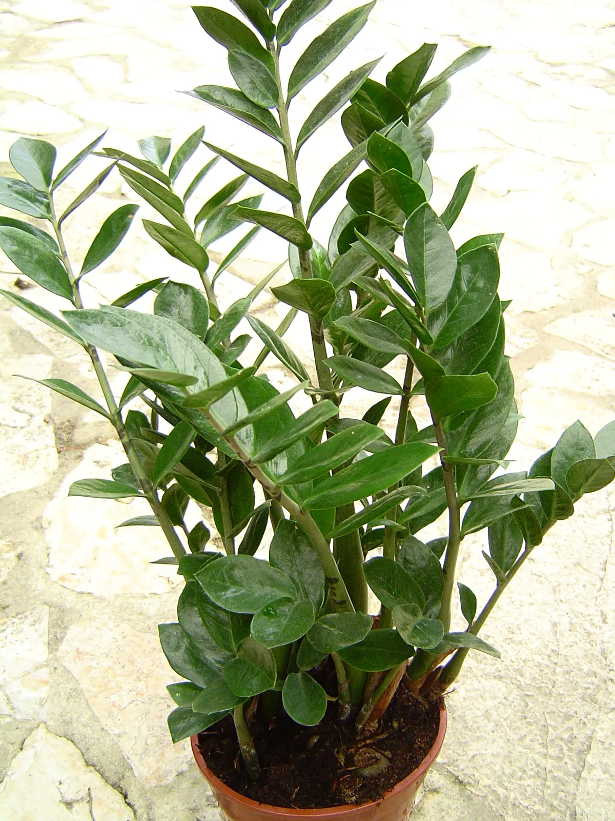Photo: User:WeFt · CC BY-SA 3.0 · via Wikimedia Commons ZZ plant (Zamioculcas zamiifolia), photograph