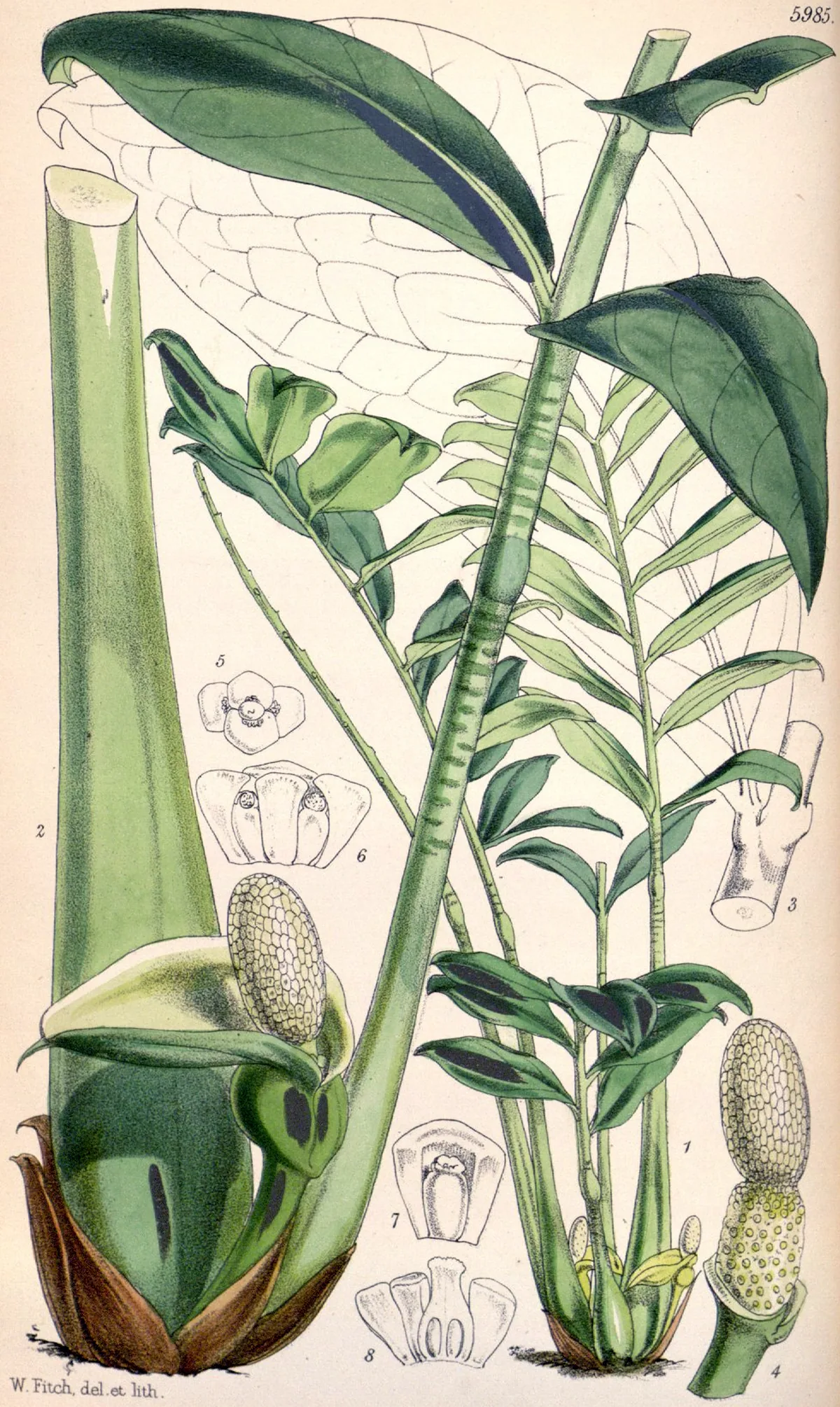 Zz Plant (Zamioculcas zamiifolia), botanical illustration