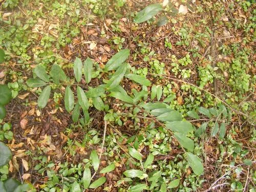 Zz Plant (Zamioculcas zamiifolia), photograph
