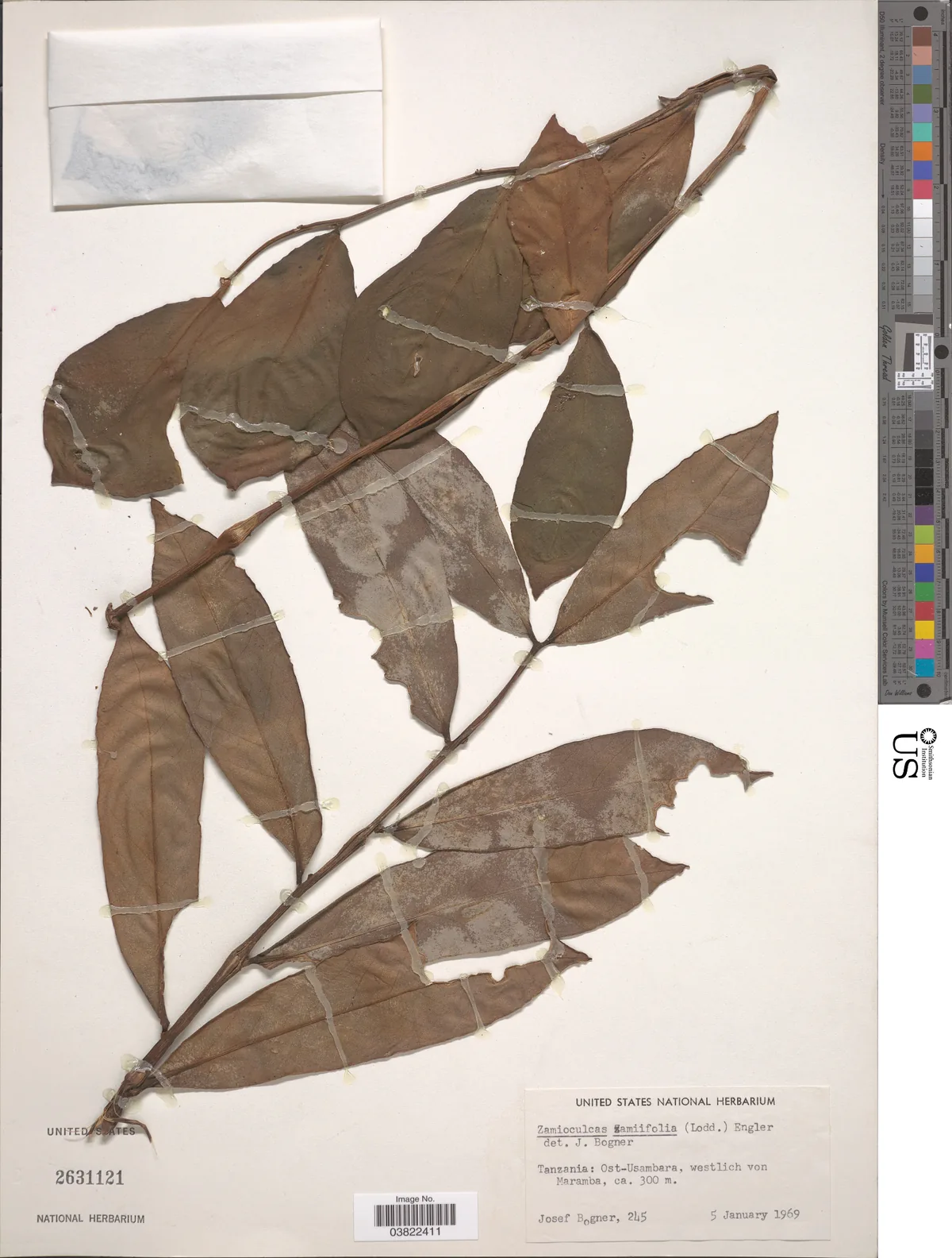 Zz Plant (Zamioculcas zamiifolia), photograph