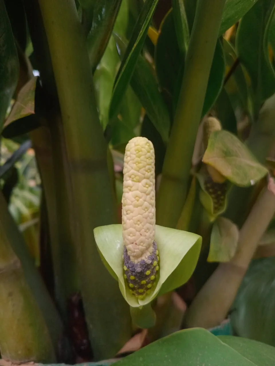 Zz Plant (Zamioculcas zamiifolia), photograph
