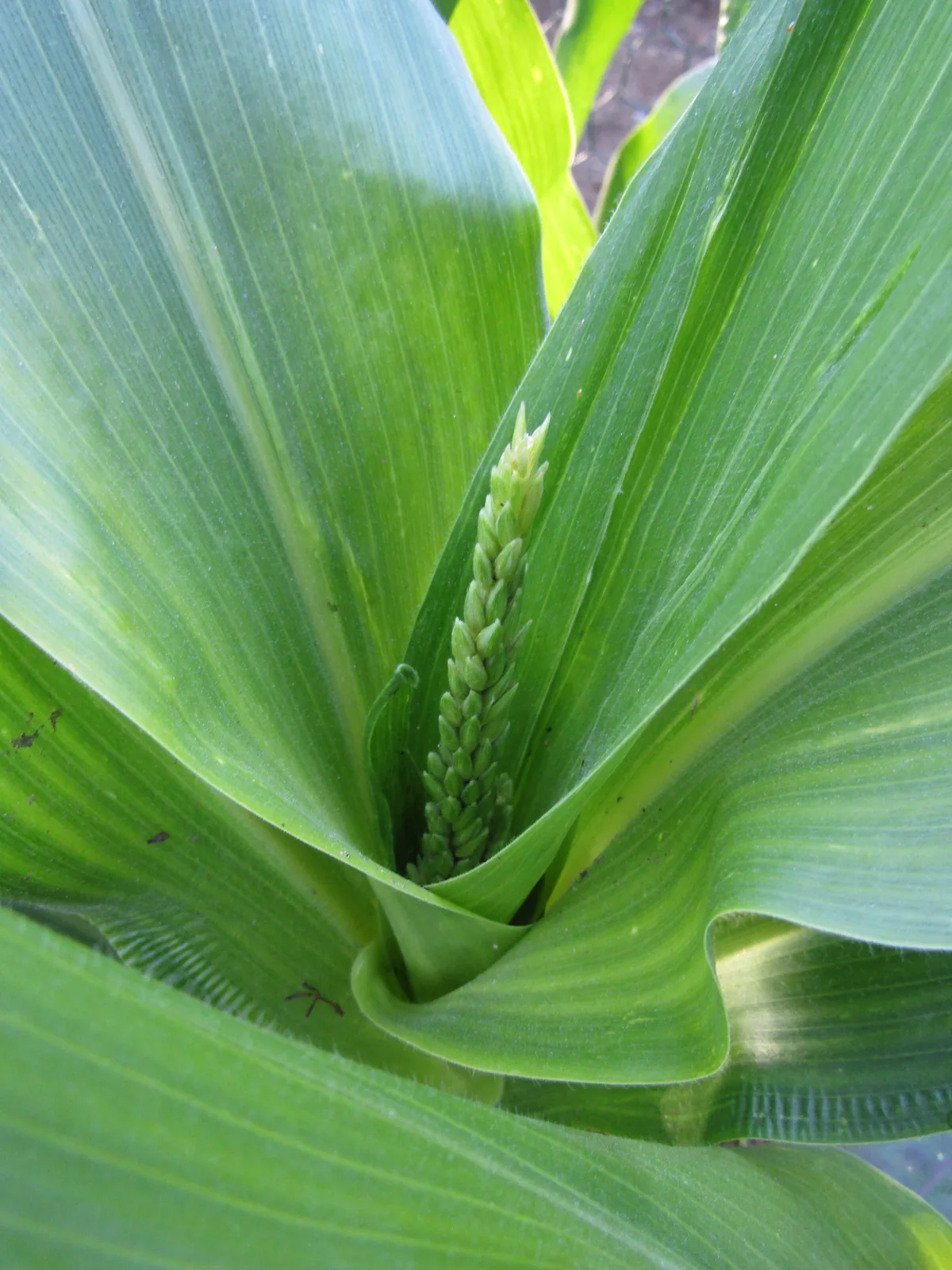 sweet corn (Zea mays), photograph