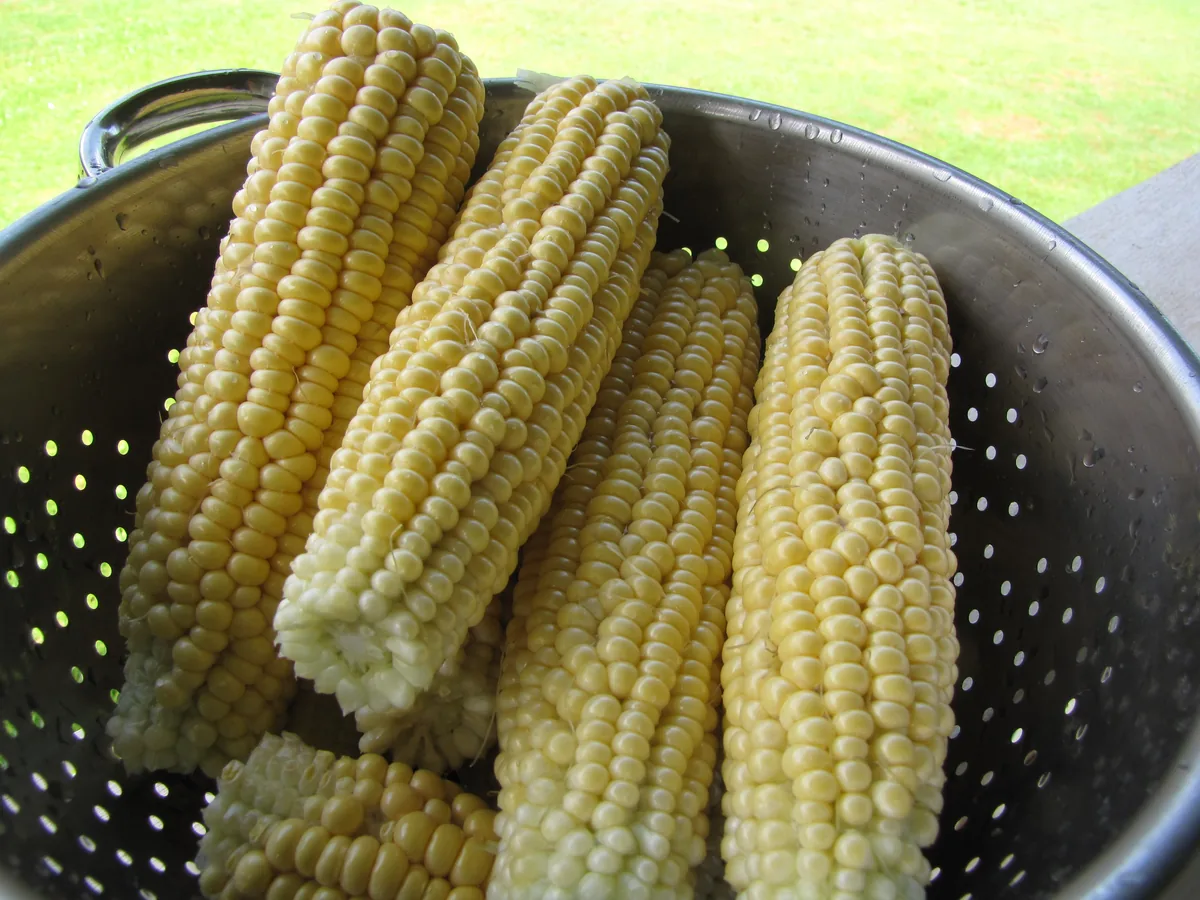 Sweet Corn, photograph