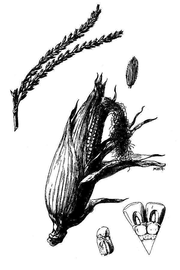 sweet corn (Zea mays), botanical illustration