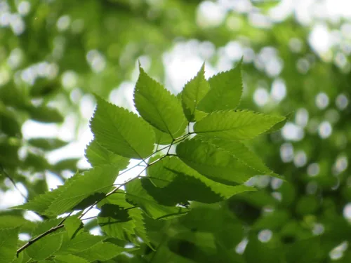 Photo: (c) Marco Mussita, some rights reserved · CC BY · via iNaturalist Japanese Zelkova (Zelkova serrata), photograph