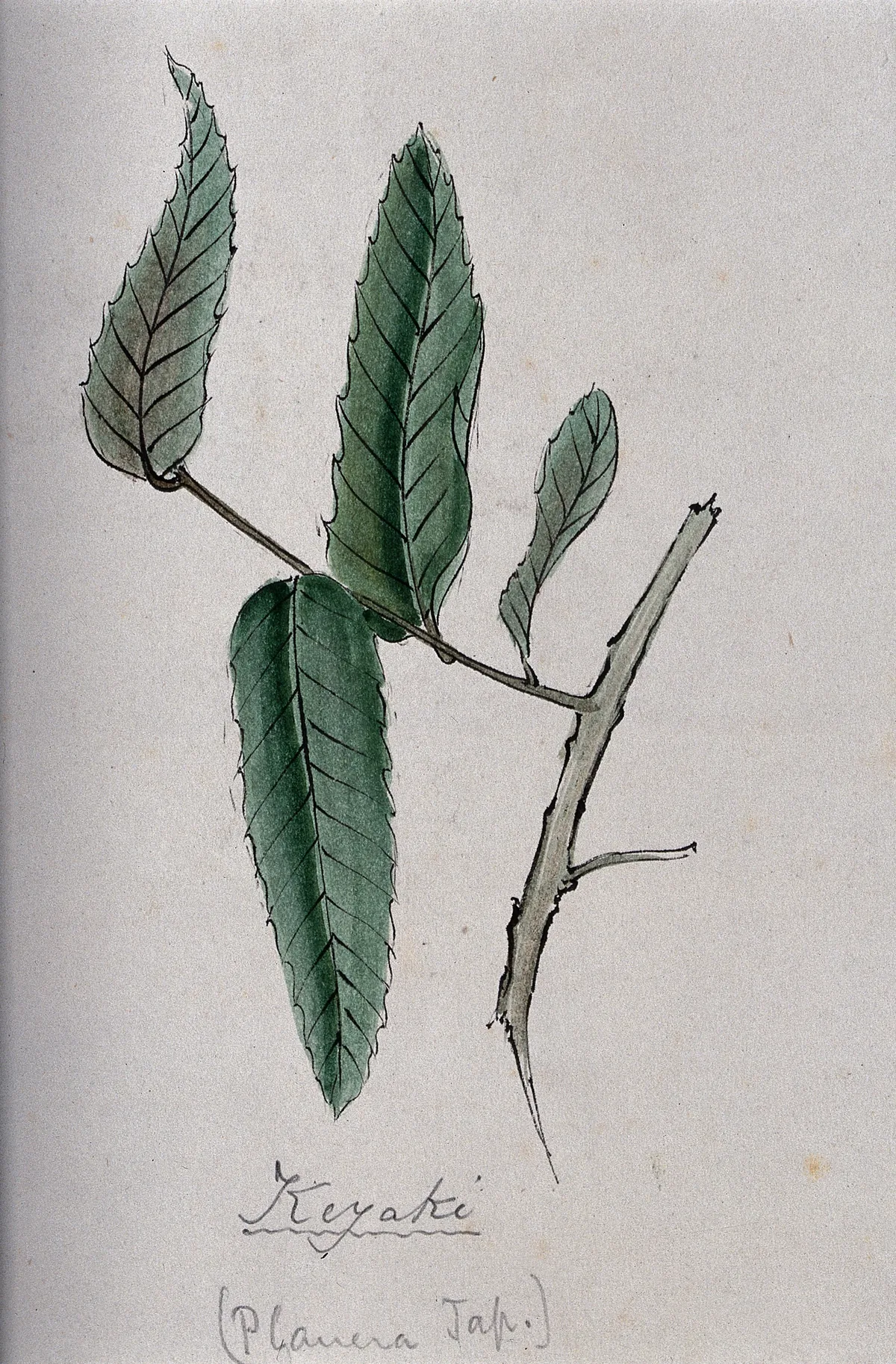 Japanese Zelkova (Zelkova serrata), botanical illustration