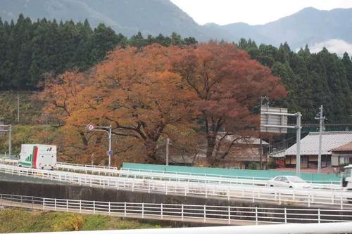 Japanese Zelkova (Zelkova serrata), photograph