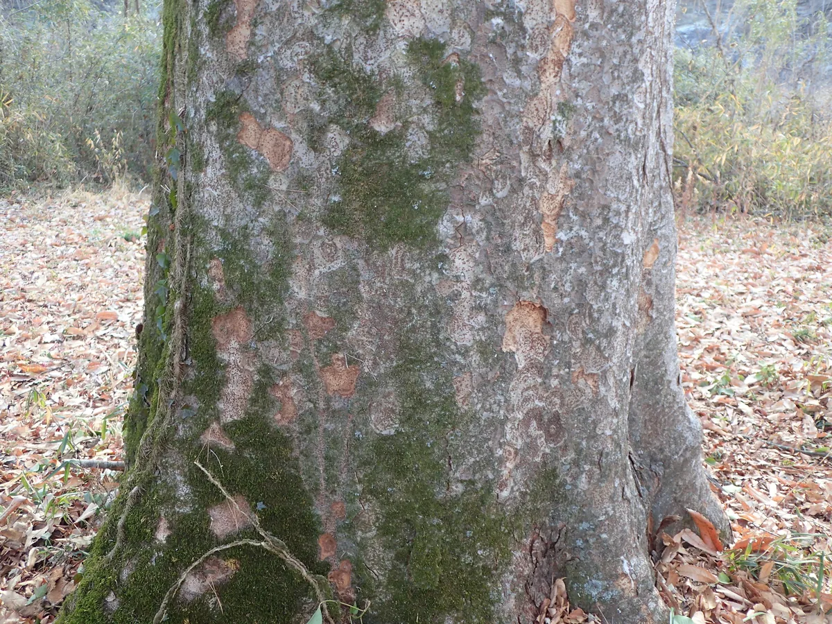 Japanese Zelkova (Zelkova serrata), photograph