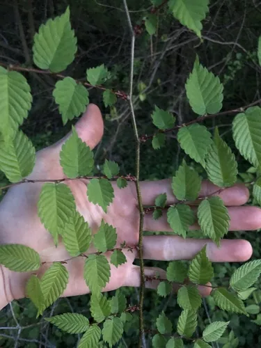 Japanese Zelkova (Zelkova serrata), photograph