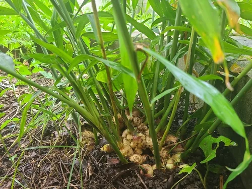 ginger (Zingiber officinale), photograph