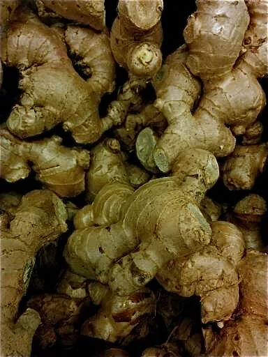 Photo: Susan Slater · CC BY-SA 4.0 · via Wikimedia Commons ginger (Zingiber officinale), photograph