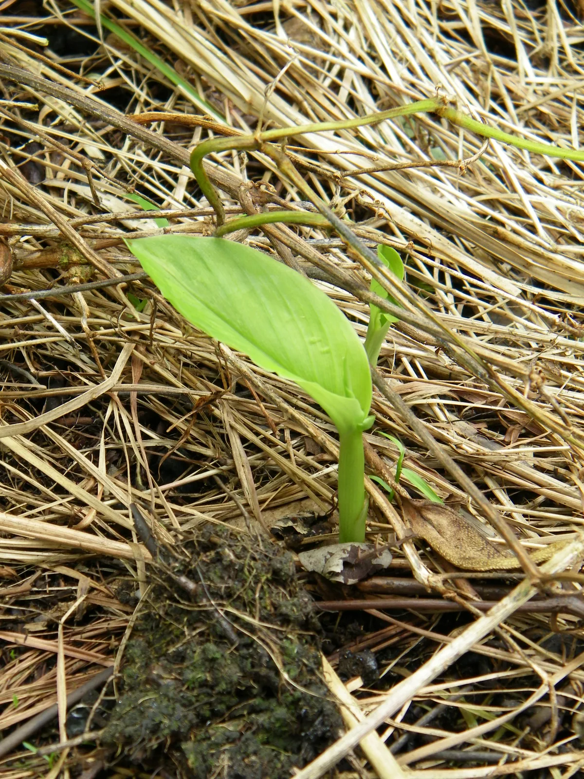 ginger (Zingiber officinale), photograph