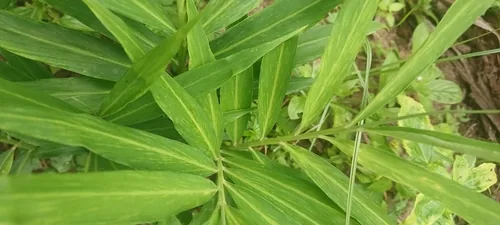 ginger (Zingiber officinale), photograph
