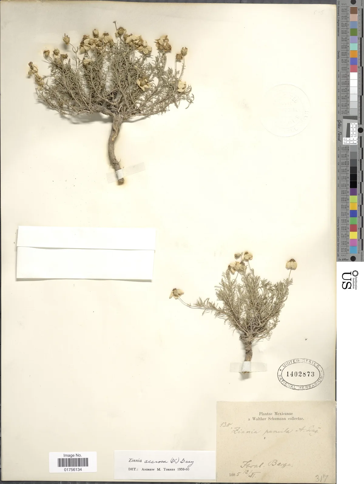 Desert Zinnia (Zinnia acerosa), photograph