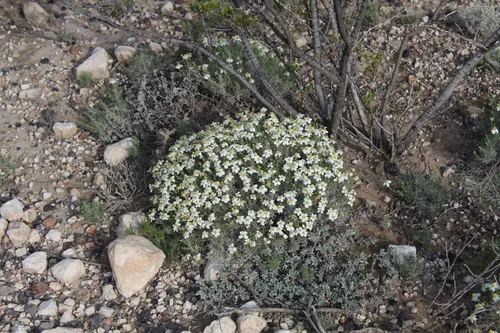 Photo: (c) Tereso Hernández Morales, some rights reserved (CC BY) · cc-by · via iNaturalist Desert Zinnia (Zinnia acerosa), photograph