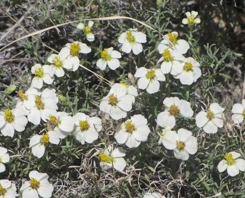 Photo: no rights reserved · CC0 · via iNaturalist desert zinnia (Zinnia acerosa), photograph