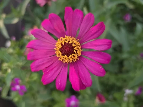 Zinnia (Zinnia elegans), photograph