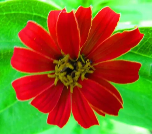 Photo: (c) Oscar Alejandro Morales Juárez, some rights reserved (CC BY-SA) · cc-by-sa · via iNaturalist Zinnia (Zinnia elegans), photograph