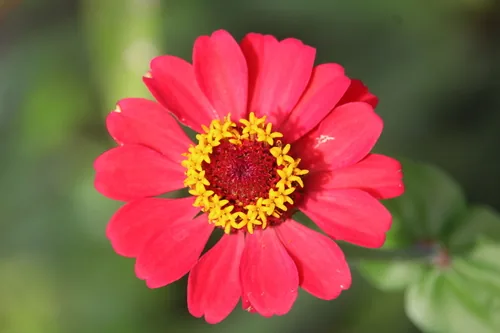 Photo: (c) Ricard Busquets Reverte, some rights reserved · CC BY · via iNaturalist zinnia (Zinnia elegans), photograph