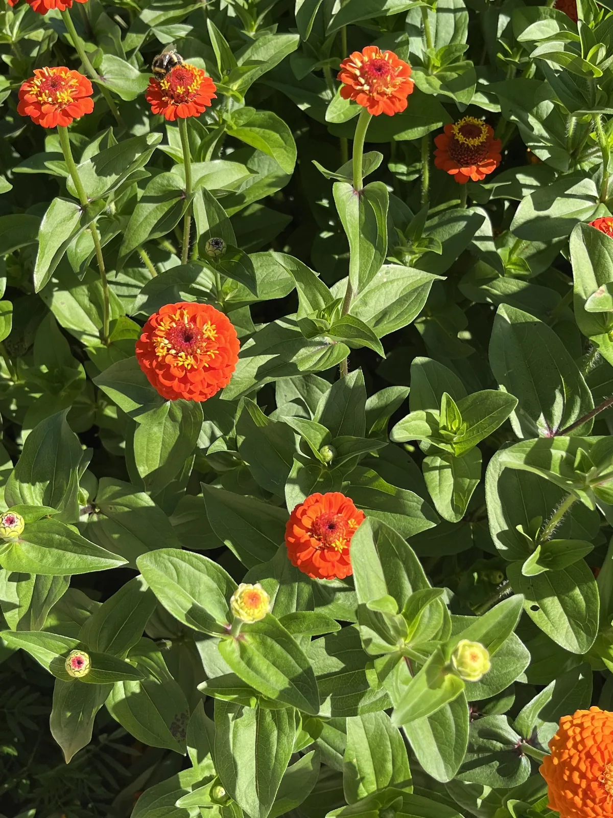 Zinnia (Zinnia elegans), photograph