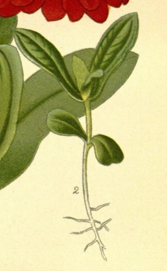 Zinnia (Zinnia elegans), photograph