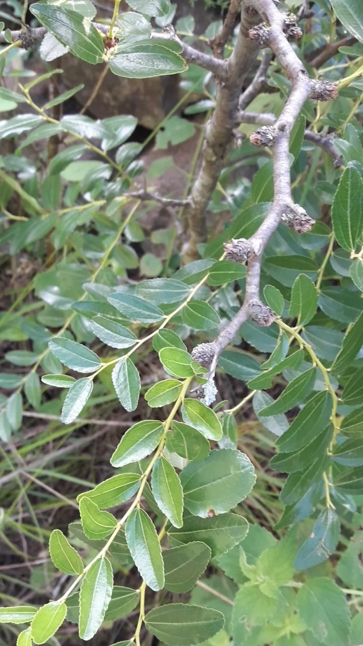 Jujube (Ziziphus jujuba), photograph