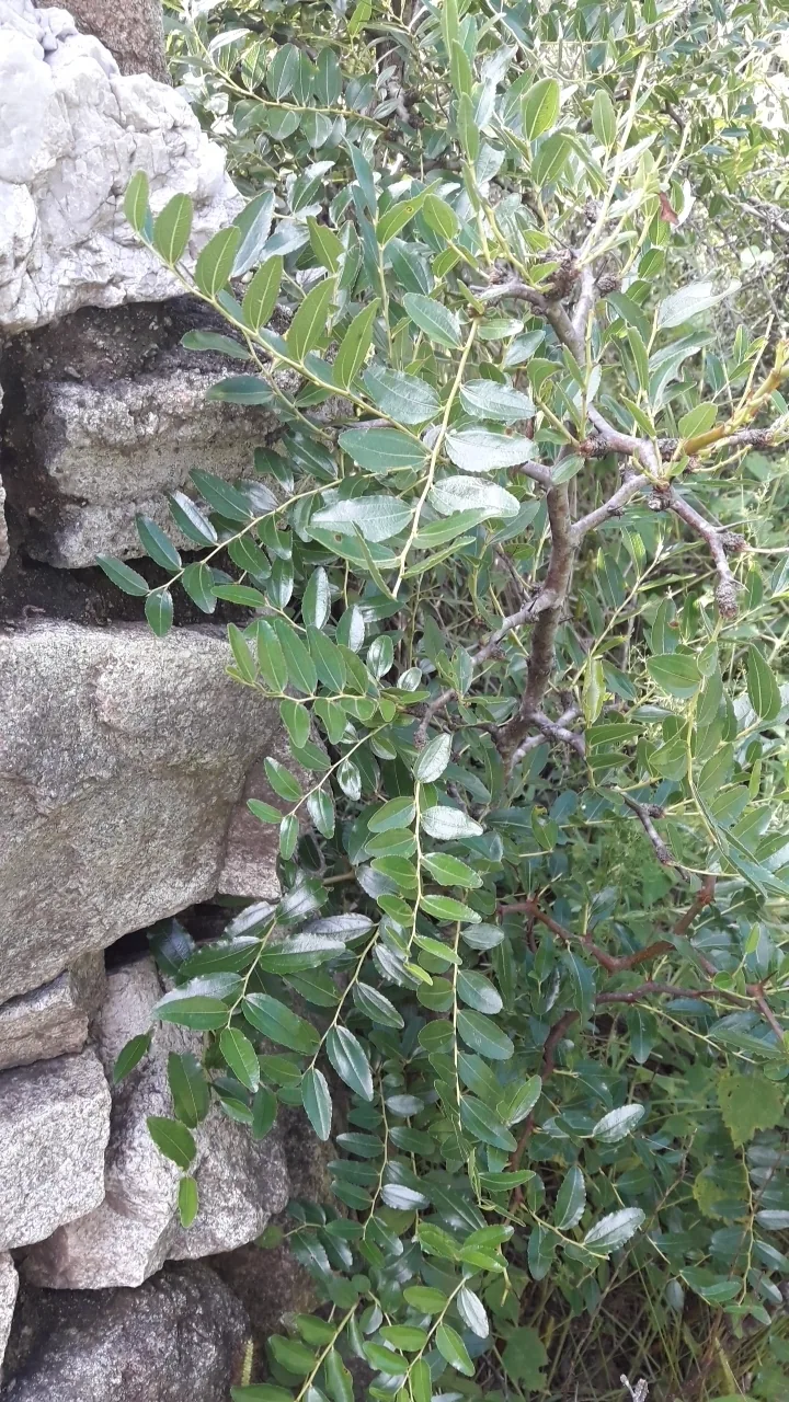 Jujube (Ziziphus jujuba), photograph