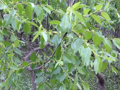 Jujube (Ziziphus jujuba), photograph