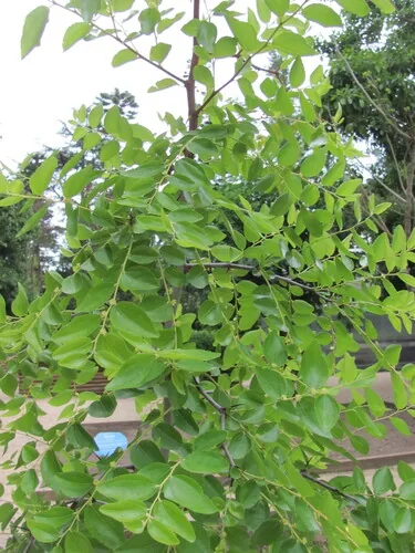 Jujube (Ziziphus jujuba), photograph