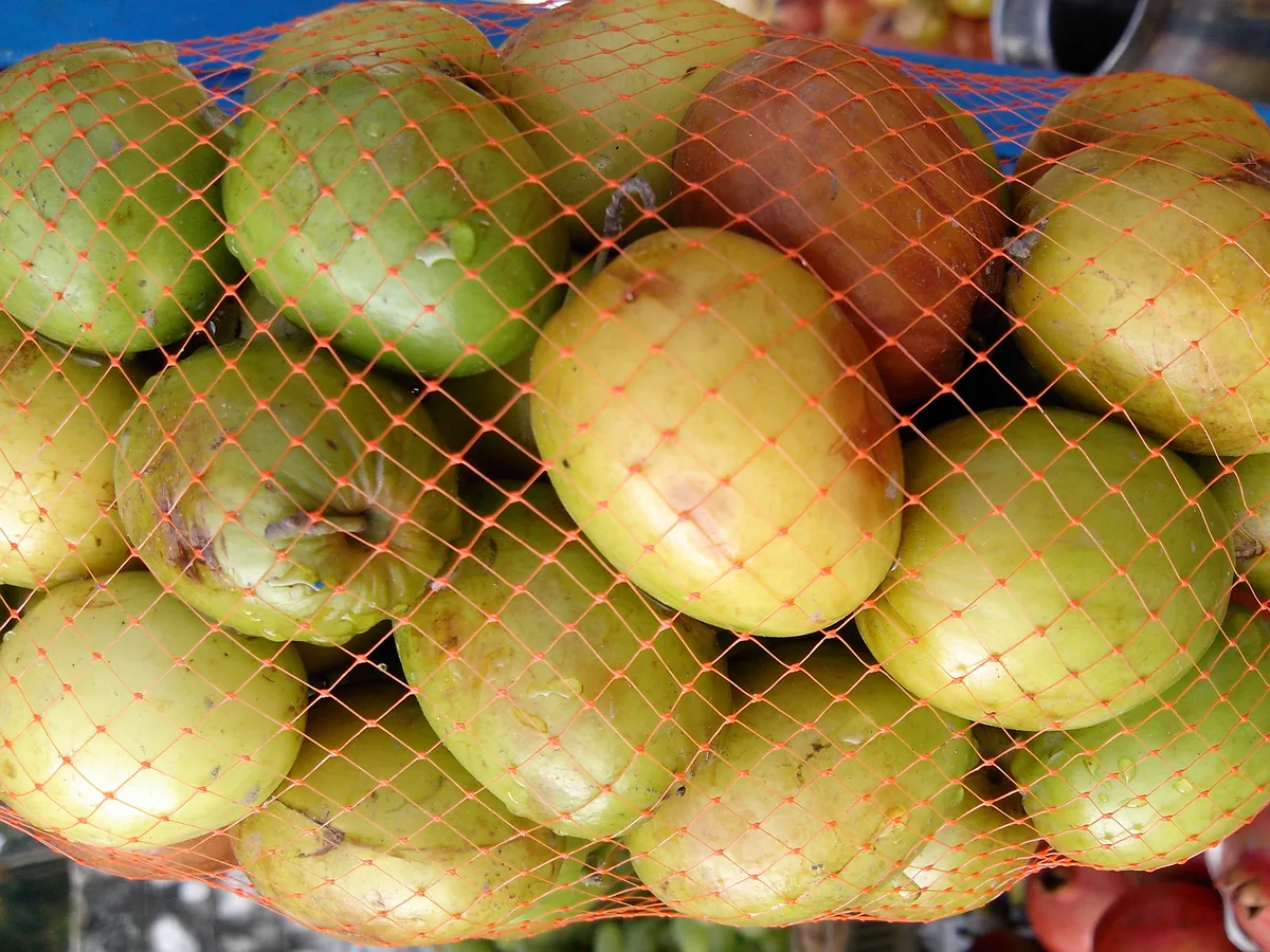 Photo: Thamizhpparithi Maari · CC BY-SA 3.0 · via Wikimedia Commons jujube (Ziziphus jujuba), photograph