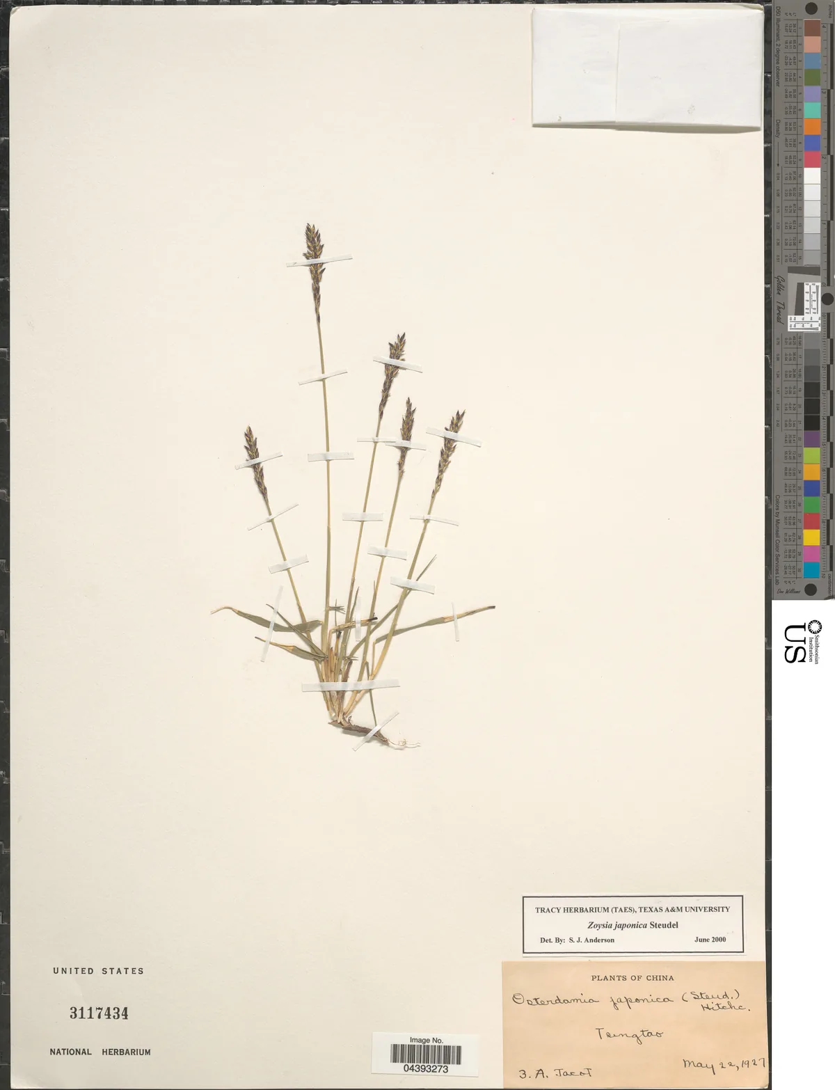 Zoysiagrass (Zoysia japonica), photograph
