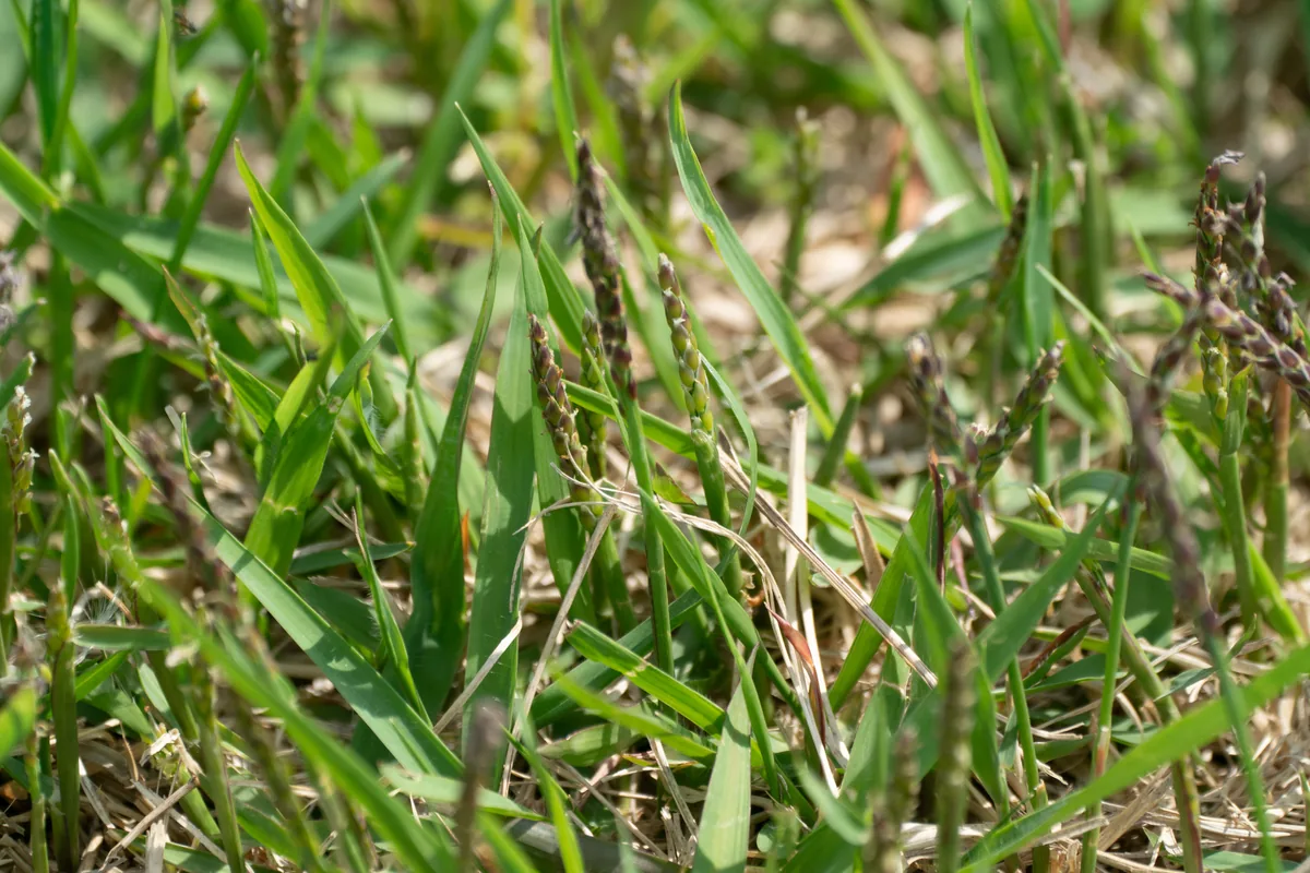 zoysiagrass (Zoysia japonica), photograph