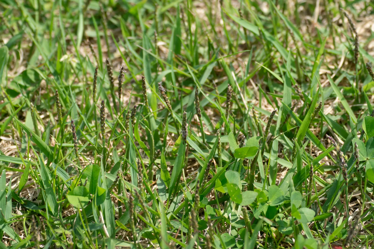 Photo: WATANABE Hitoshi 渡辺仁, via iNaturalist · CC BY · via GBIF Zoysiagrass (Zoysia japonica), photograph
