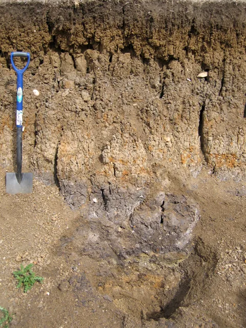 Layered river-laid alluvium in a floodplain soil pit, with a spade for scale