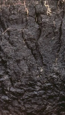 Vertisol profile: dark, dense swelling clay