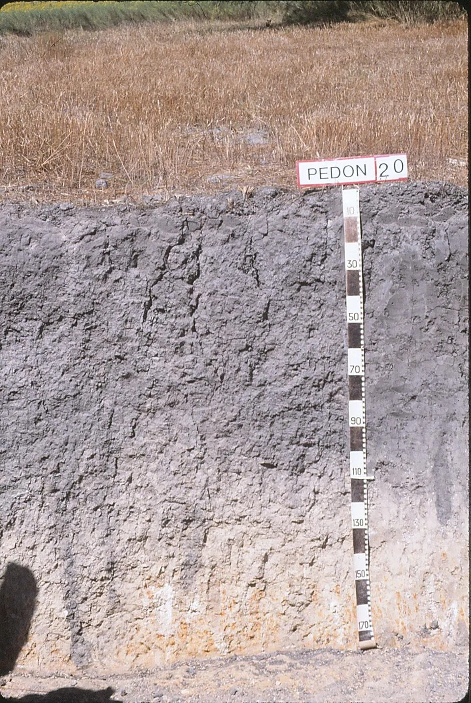 Vertic Argiustoll pedon: dense gray vertic clay profile with a depth scale, Victoria County, Texas