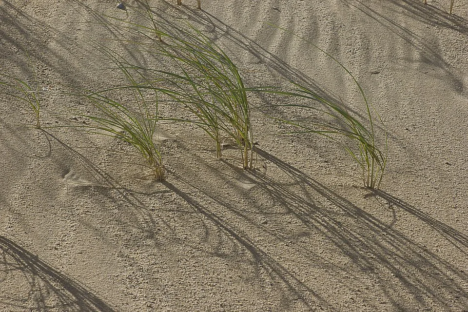 American beach grass roots stabilizing pale dune sand at Cape Cod National Seashore