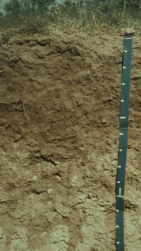 Aridisol profile: loose brown desert mineral soil with a depth scale