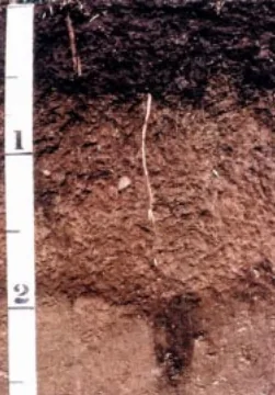 Lester soil profile: brown unsorted glacial till