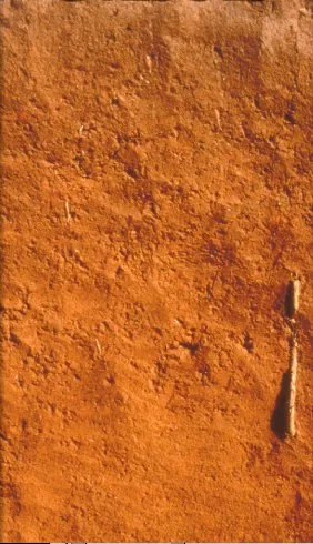Oxisol profile: deep-red, iron- and aluminum-rich laterite