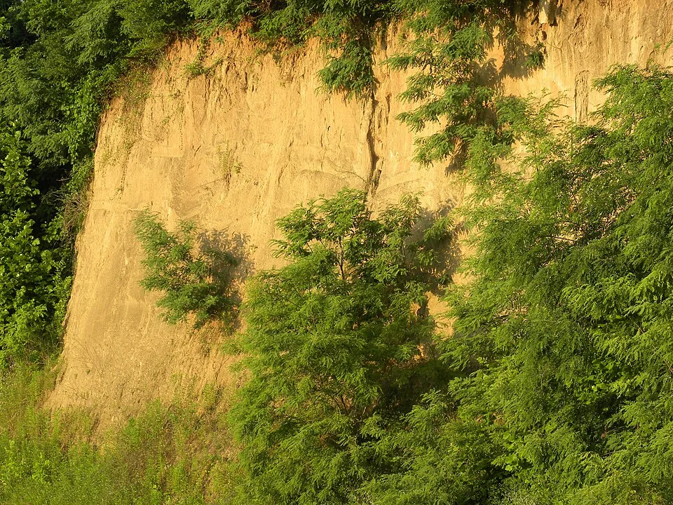 Deep wind-laid loess standing in a vertical bluff face near Vicksburg, Mississippi